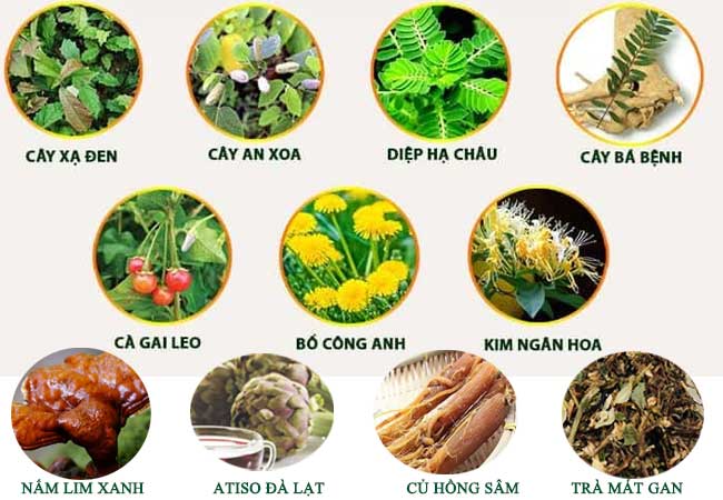 thảo dược uống mát gan