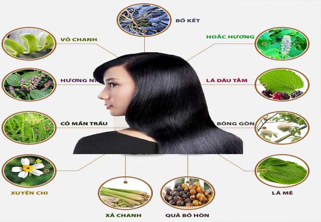 thảo dược trị bạc tóc
