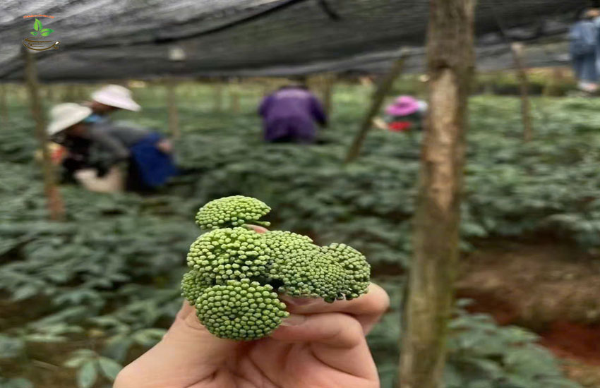 thuốc nam trị huyết áp tim mạch