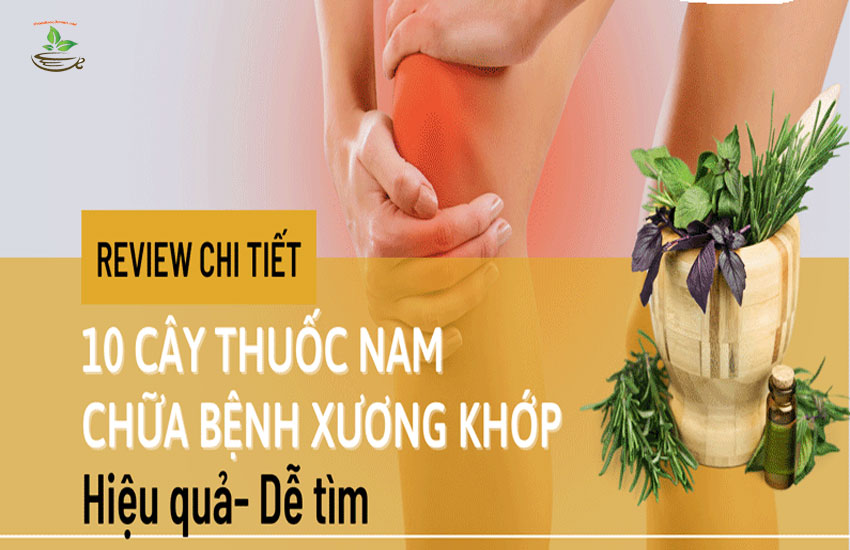 thuốc nam trị xương khớp