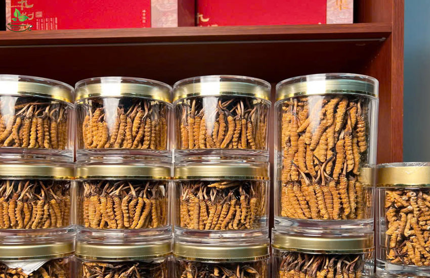 top 9 công dụng đông trùng hạ thảo