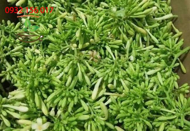 trà hoa đu đủ đực trị ho