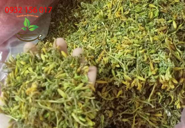 trà hoa đu đủ đực trị ung thư