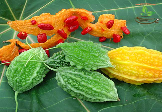 Trái khổ qua rừng