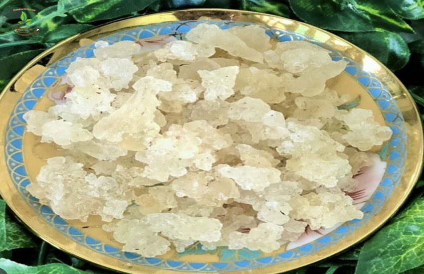 tuyết yến có nguồn gốc ở đâu