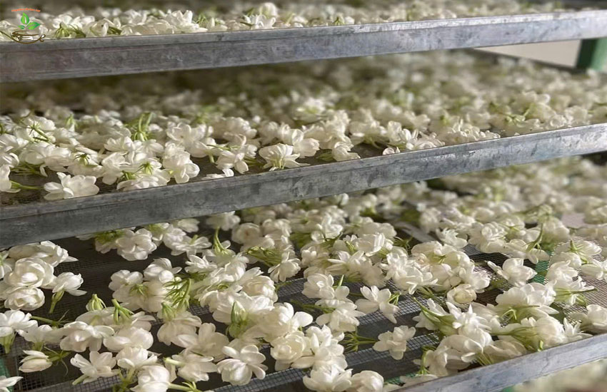 uống hoa nhài sấy