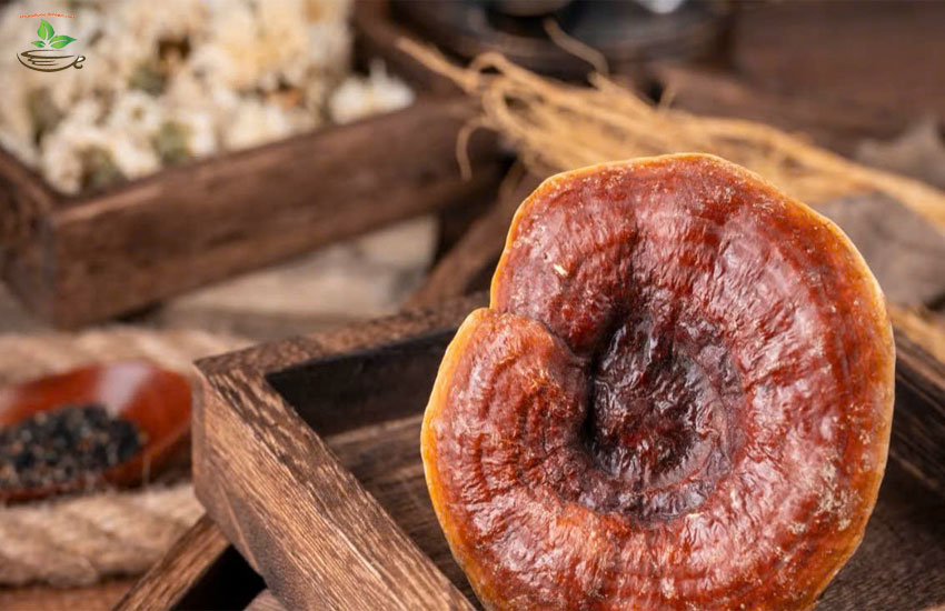 uống nấm lim xanh mỗi ngày lợi ích gì