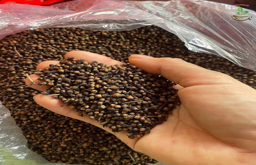 uống nụ vối mỗi ngày