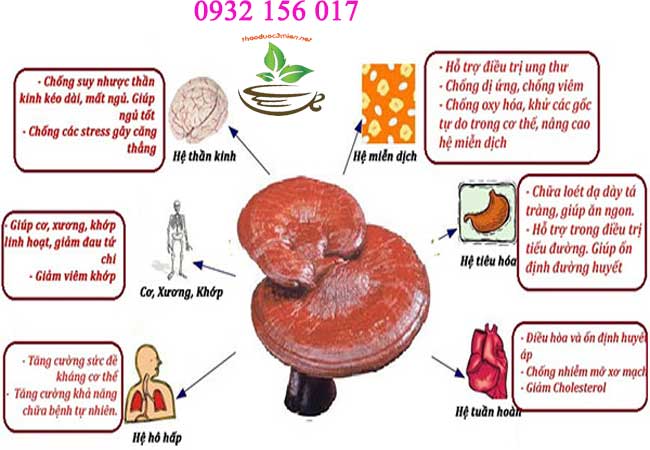 uống nấm lim xanh mỗi ngày có tác dụng gì