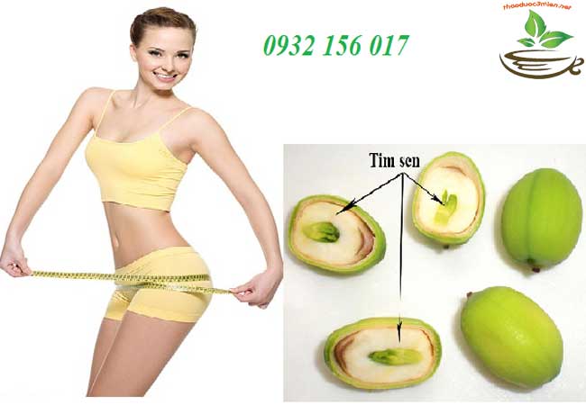 uống tim sen giảm béo hạ đường huyết