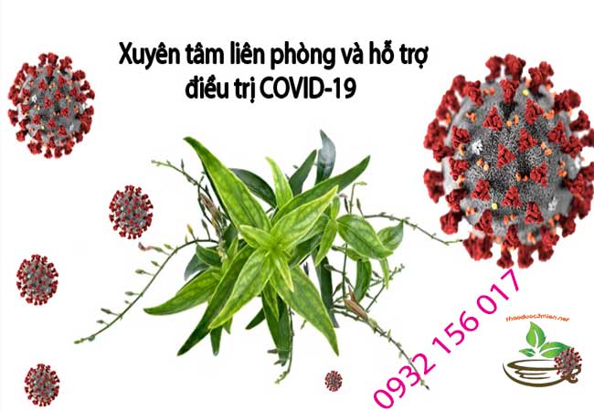 Xuyên tâm liên hỗ trợ trị bệnh Covid 19