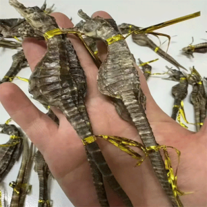 Thang rượu cá ngựa