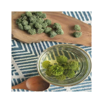 12 Tác dụng của trà nụ hoa tam thất đối với sức khỏe con người