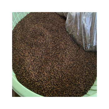 Bất ngờ về độc chiêu chữa bệnh tiểu đường, đại tràng hiệu quả chỉ bằng nụ vối khô