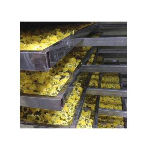 Hướng dẫn chi tiết cách phơi khô hoa cúc làm trà