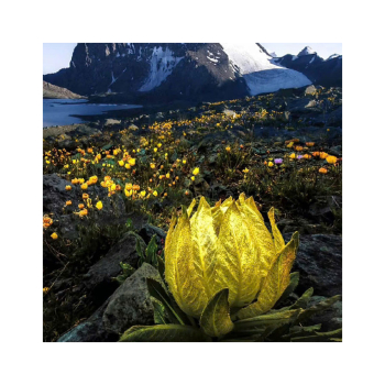 Công dụng tăng cường sinh lực và cách ngâm rượu độc đáo từ hoa thiên sơn tuyết liên