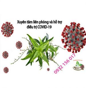 Dấu hiệu của Covid 19 và tác dụng trị bệnh của xuyên tâm liên trong đông y