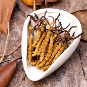 Đông trùng hạ thảo