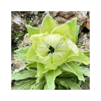 Giá bán và địa chỉ bán sỉ lẻ hoa thiên sơn tuyết liên uy tín chất lượng