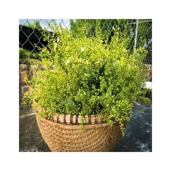 Giá cả trà hoa hòe sao vàng và địa chỉ mua bán hoa hòe tại Tp.HCM