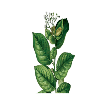 Giới thiệu về xạ đen và nhũng tác dụng và tác hại của xạ đen