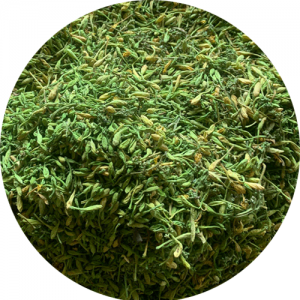 Hoa đu đủ đực