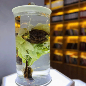 Hoa thiên sơn tuyết liên Hoa thiên sơn tuyết liên