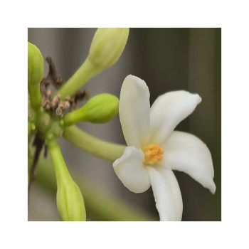 Hướng dẫn cách chế biến, liều lượng dùng hoa đủ đủ đực làm đẹp da giảm cân và phòng ngừa ung thư