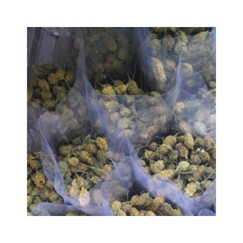 Hướng dẫn cách làm trà khổ qua rừng sấy khô đơn giản tại nhà