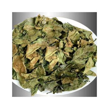 Hướng dẫn cách sử dụng lá xạ đen phòng và trị bệnh bảo vệ sức khỏe