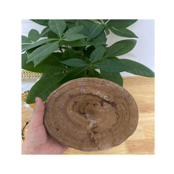 Những ai không nên dùng nấm linh chi, công dụng của nấm linh chi ra sao?