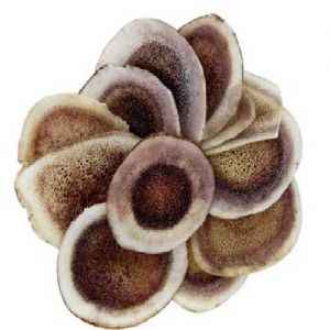 Nhung hươu khô Nhung hươu khô