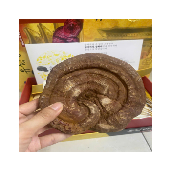 Phân biệt các loại nấm linh chi thật giả trên thị trường