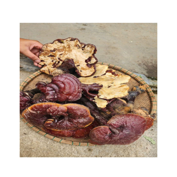 Phân biệt nấm lim xanh rừng thật và giả như thế nào