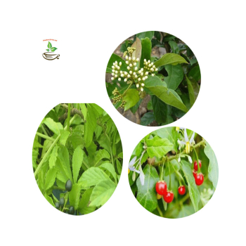 Sử dụng lá xạ đen với giảo cổ lam, cà gai leo, hoa khô như thế nào cho hiệu quẳ