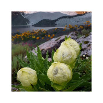 Tác dụng ít ai biết của loài hoa thiên sơn tuyết liên trong y học, hướng dẫn cách sử dụng