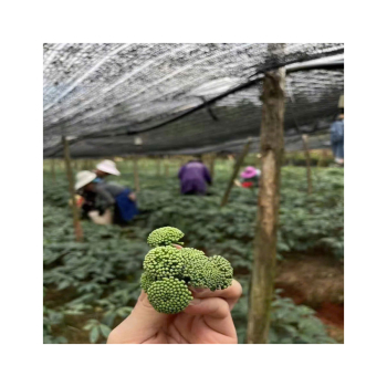 Tổng hợp cây thuốc nam tim mạch huyết áp