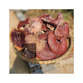 Uống nấm lim xanh mỗi ngày có tác dụng gì cho sức khỏe