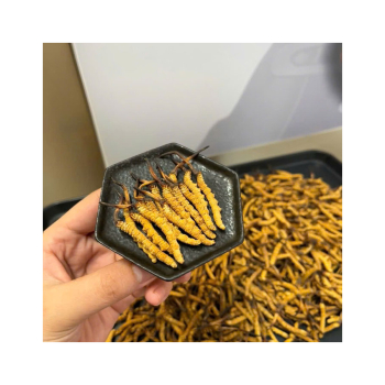 Xuất xứ của các loại nấm - con đông trùng hạ thảo, uống mát hay nóng? Đối tượng và liều dùng phù hợp trong ngày